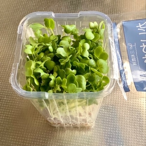 長持ち かいわれ大根の冷蔵保存方法 レシピ 作り方 By 新米幸せママ 楽天レシピ 長持ち かいわれ大根の冷蔵保存方法 レシピ 作り方 By 新米幸せママ 楽天レシピ